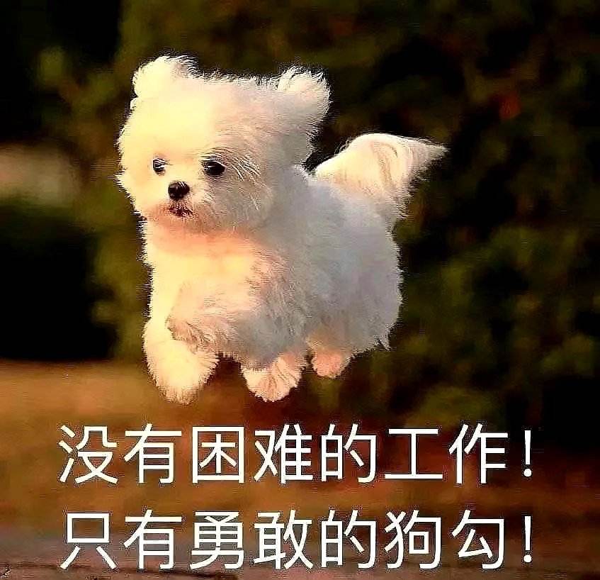 没有困难的工作只有勇敢的狗狗表情包去水印版下载-没有困难的工作只有勇敢的狗狗表情包高清完整版v1.0 最新版汪汪队立大功经典台词表情包版下载