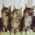 抖音三只猫咪点头表情包-抖音一排猫咪点头gif原图表情包合集2020 免费版 抖音三只猫咪点头表情包-抖音一排猫咪点头gif原图表情包合集2020 免费版